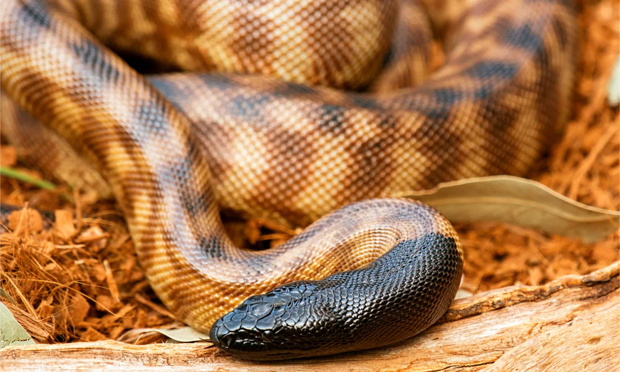 Blackheaded python Animal Facts A. melanocephalus Wiki Point