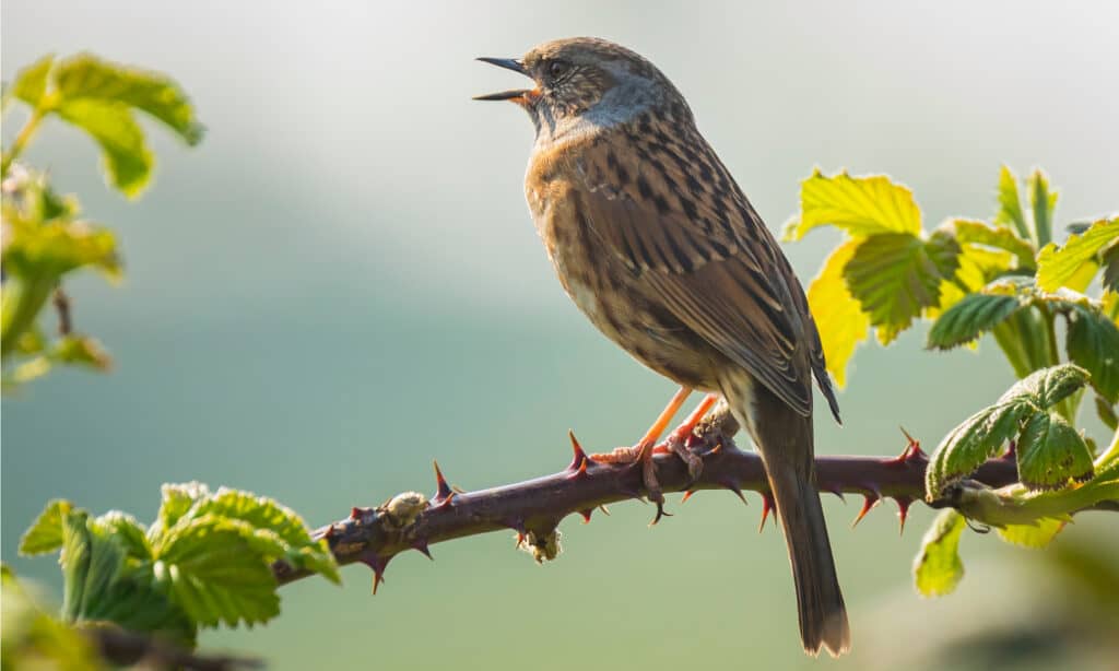 dunnock