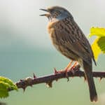 Dunnock