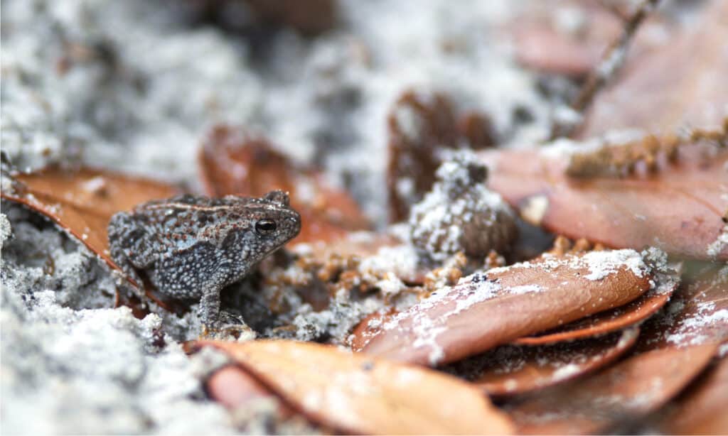 Oak Toad