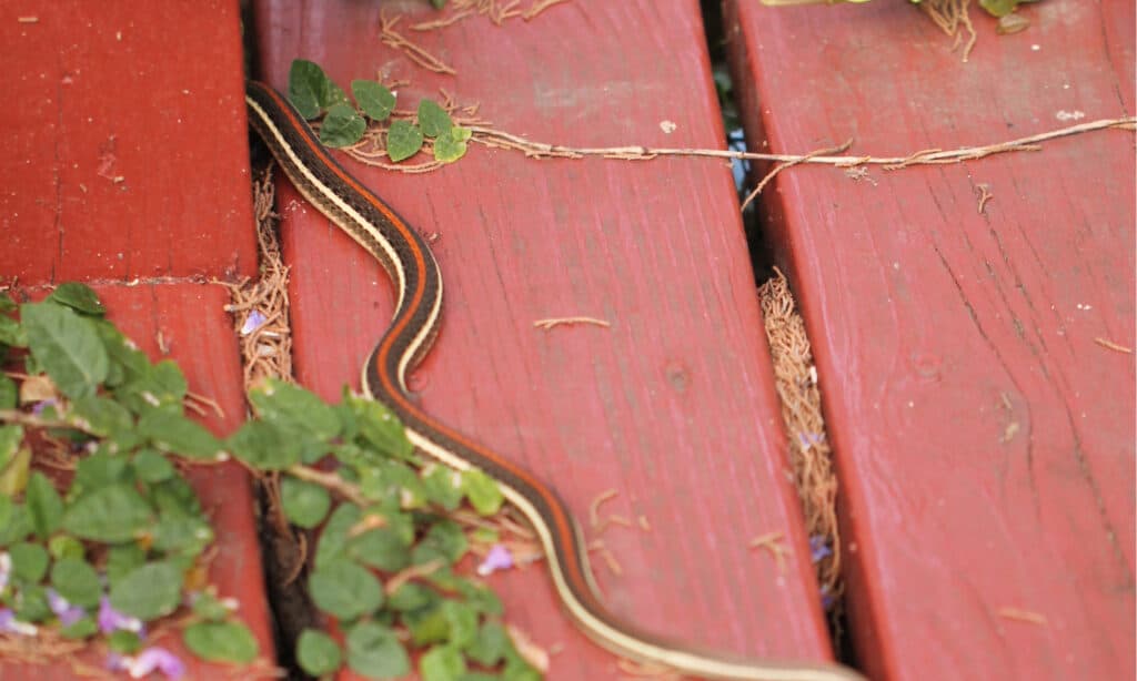 Texas Garter Snake