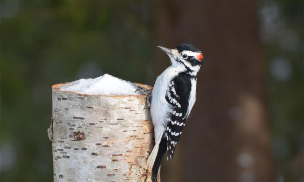 A male hairy woodpecker standing on the side of a cut tree