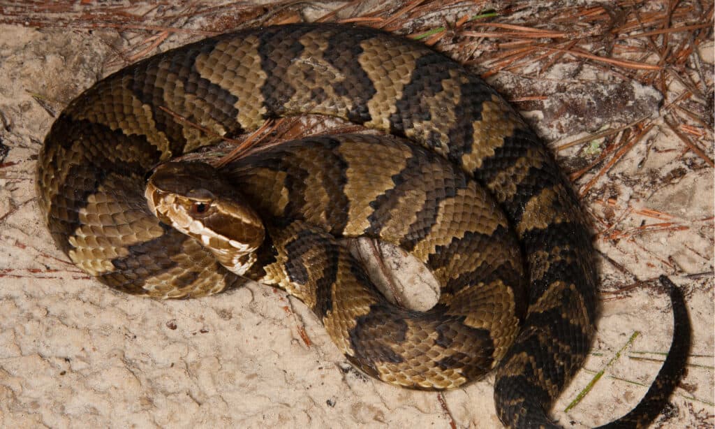 baby water moccasin