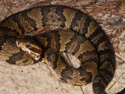 A Discover When Georgia Cottonmouths Are Most Active(And More Aggressive)