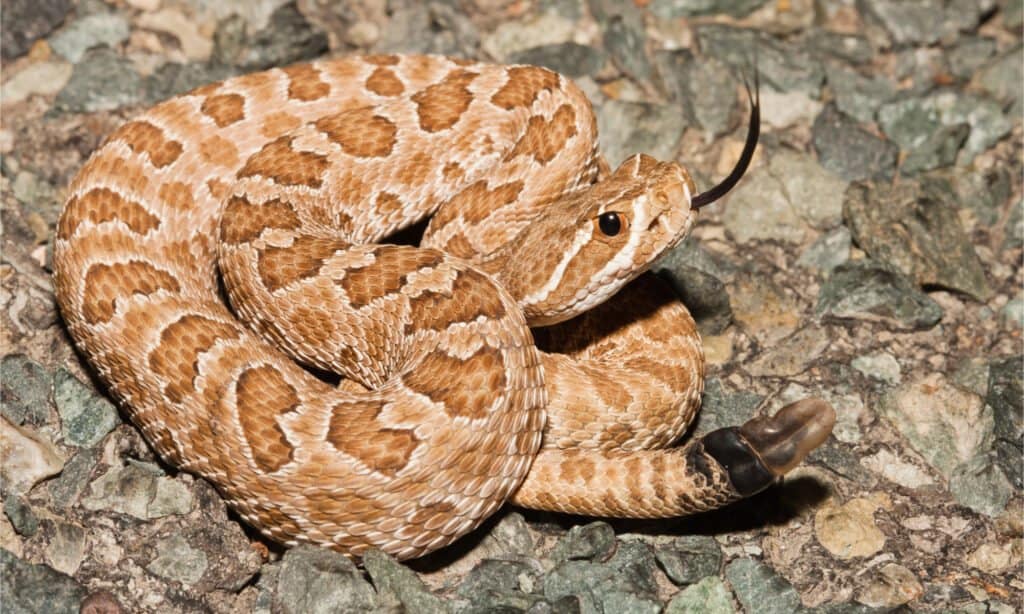 Prairie Rattlesnake