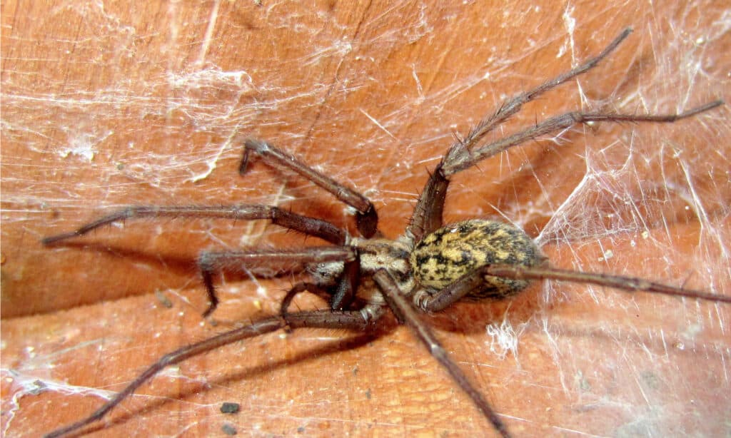 hobo spider