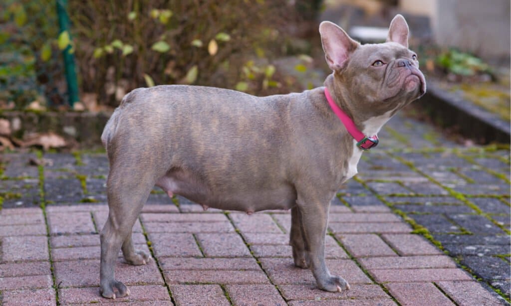 Lilac French Bulldog