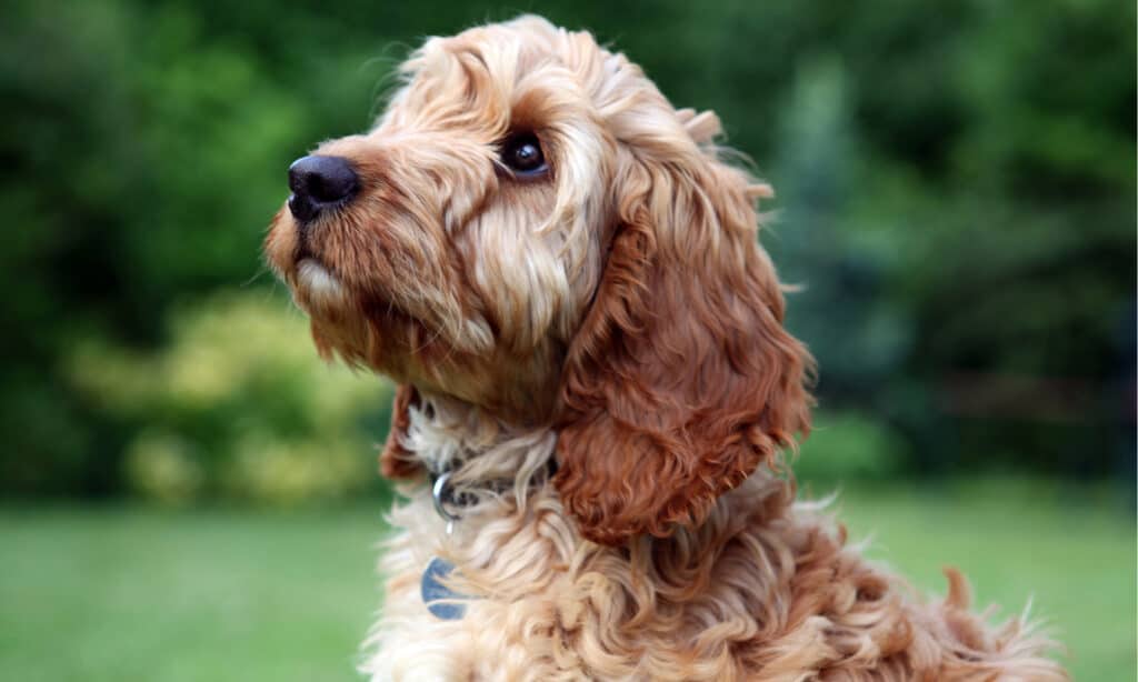 are cockapoo hypoallergenic