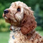 Cockapoo puppy enjoying sunshine in garden