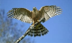Owl vs Hawk: Which Is Which, And Who Would Win In A Fight? Picture