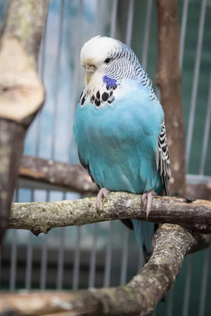 rare budgie colors