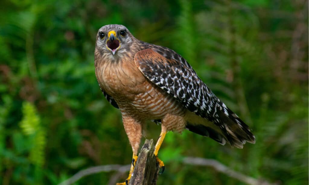 geographic map red shouldered hawk