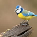 Blue tit