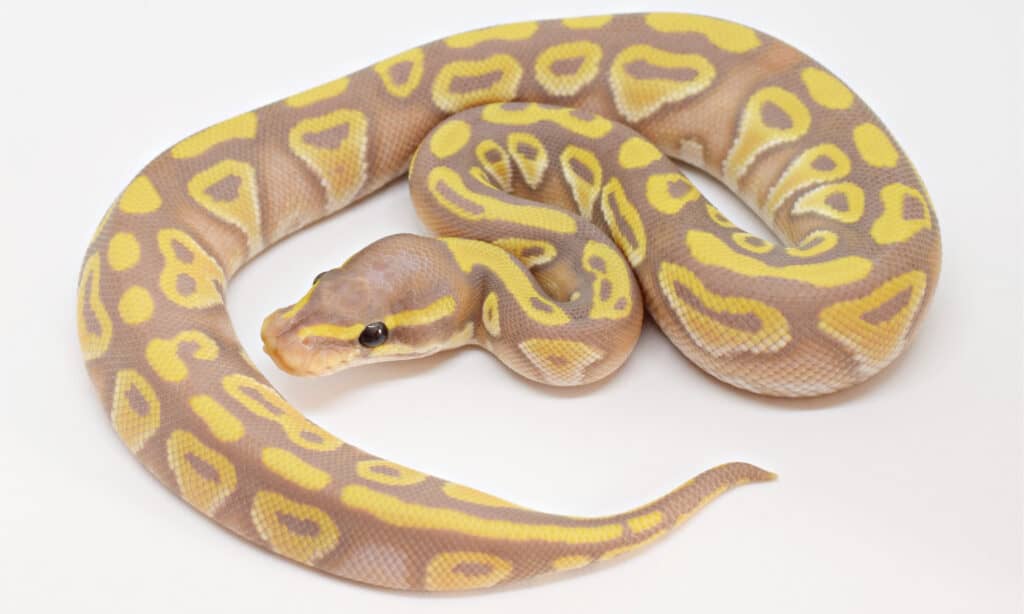 banana ball python