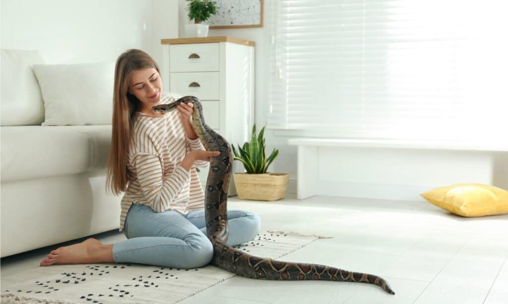 The Largest Snake You Can Keep as a Pet