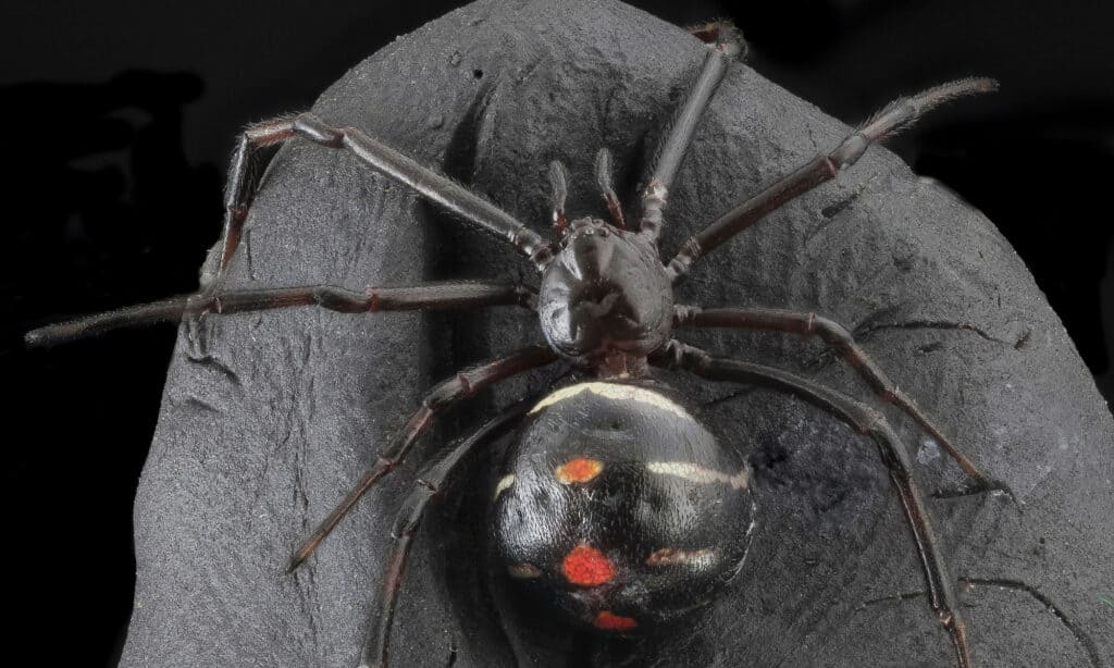 Black Widow - Dangerous Spider