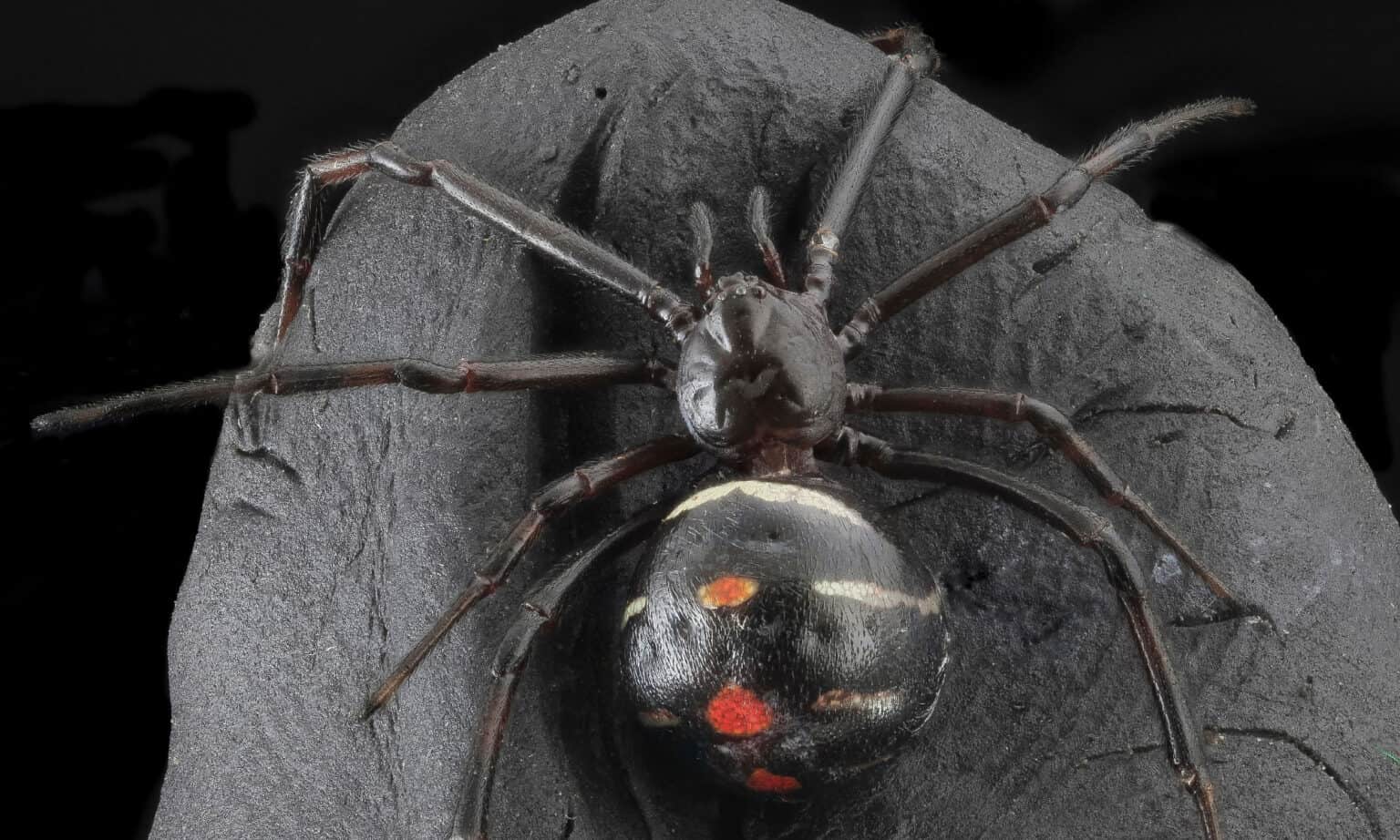 Discover 5 Black Spiders in Pennsylvania - A-Z Animals