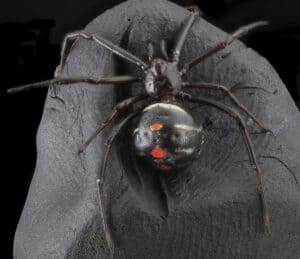 6 Unique Venomous Spiders in Ohio Picture