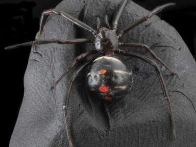 A 6 Unique Venomous Spiders in Ohio