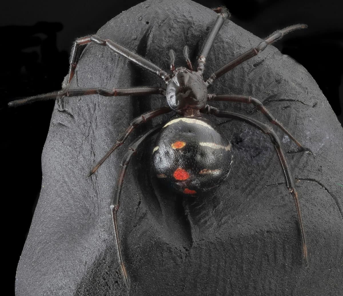 Northern Black Widow - Black Spiders in Florida