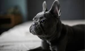 Lilac French Bulldog vs. Blue French Bulldog: What Are 8 Key Differences? Picture