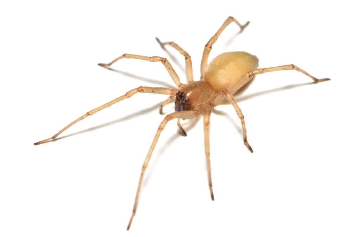 27 Common Spiders in Texas - A-Z Animals