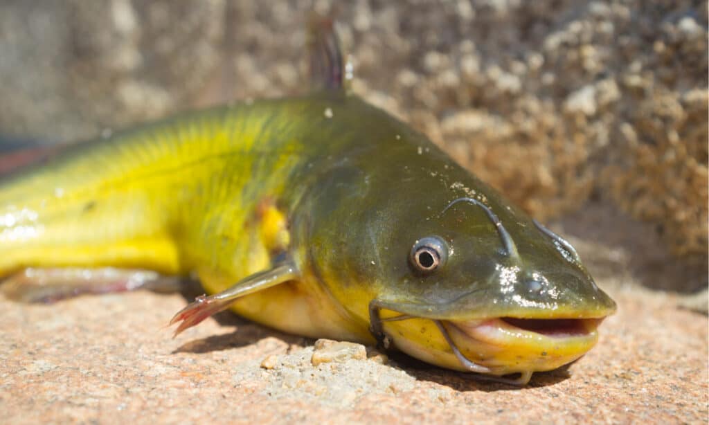 Bullhead vs Catfish: What Are the Differences? - A-Z Animals