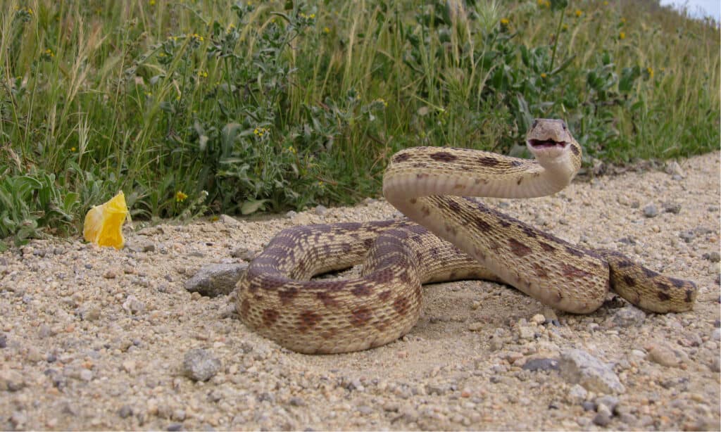 easily one of the largest animals in Kansas is the gopher snake which can reach 9 feet long