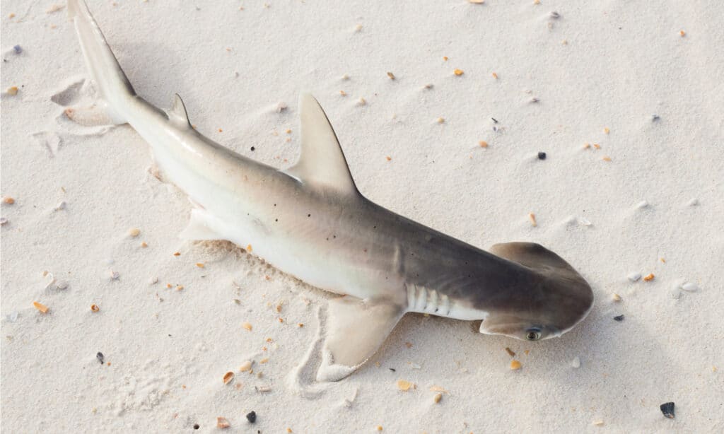 bonnethead shark