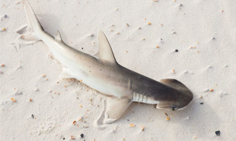Bonnethead Shark Animal Facts - Sphyrna tiburo - A-Z Animals
