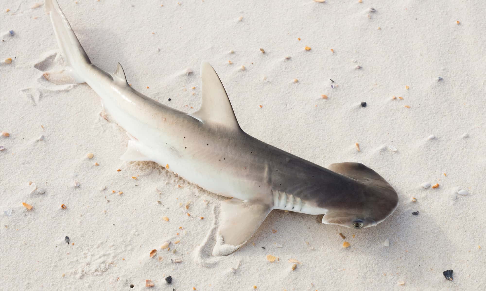 6 Sharks Near The Outer Banks, North Carolina AZ Animals