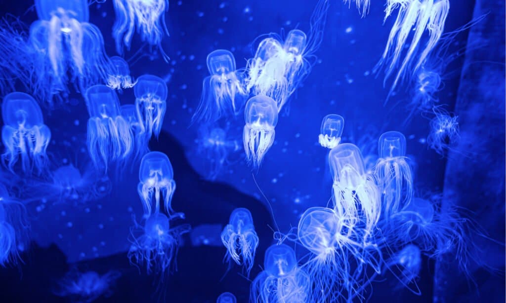 Méduse la plus mortelle - Box Jellyfish