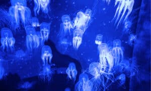 10 Incredible Jellyfish Facts Picture