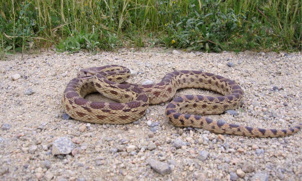 gopher snake