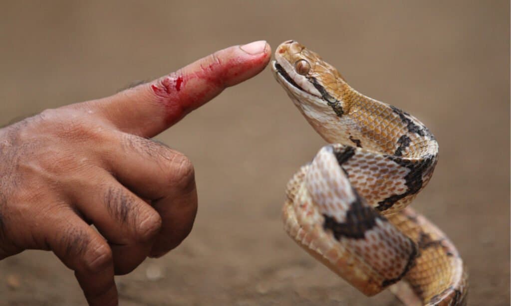 Cat Snake Bite with Human Hand
