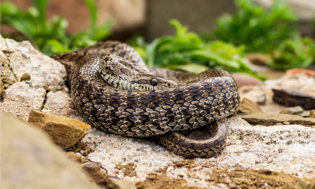 Japanese Keelback