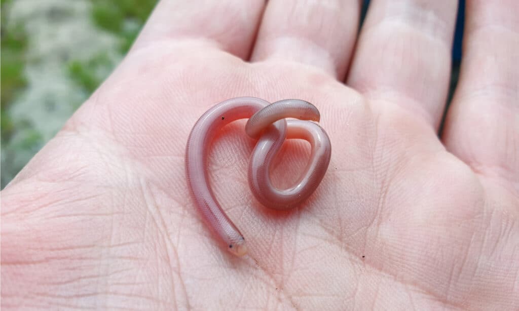 Delalande's Beaked Blind Snake