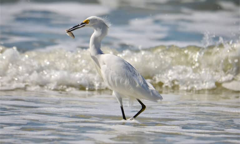 White egret with his catch at the beach