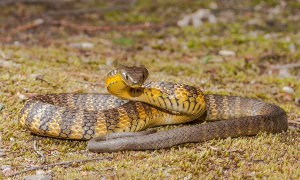 tiger snake