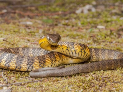 Tiger snake Picture