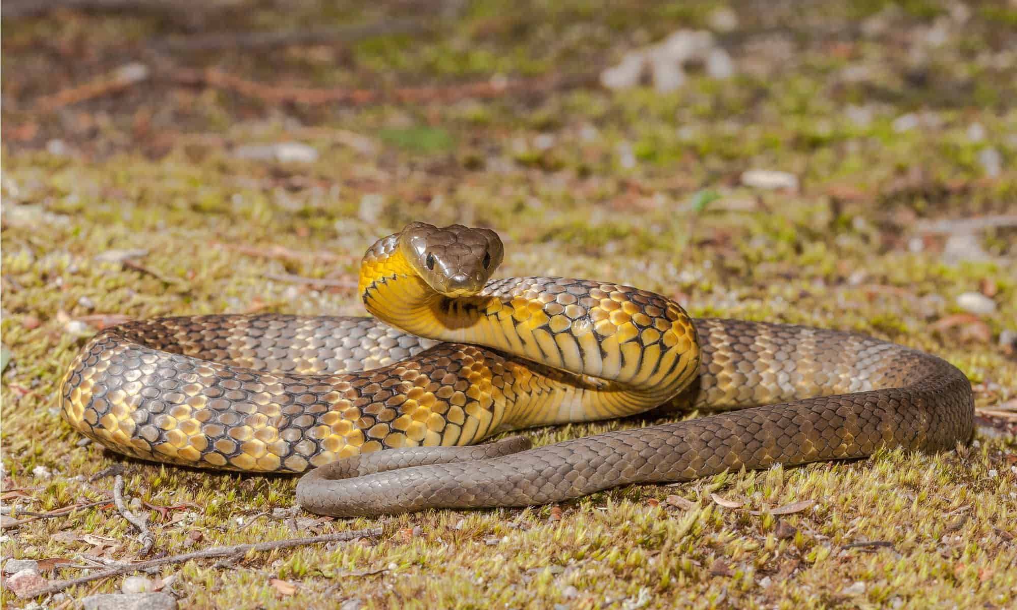 Tiger snake Animal Facts | Notechis Scutatus - AZ Animals