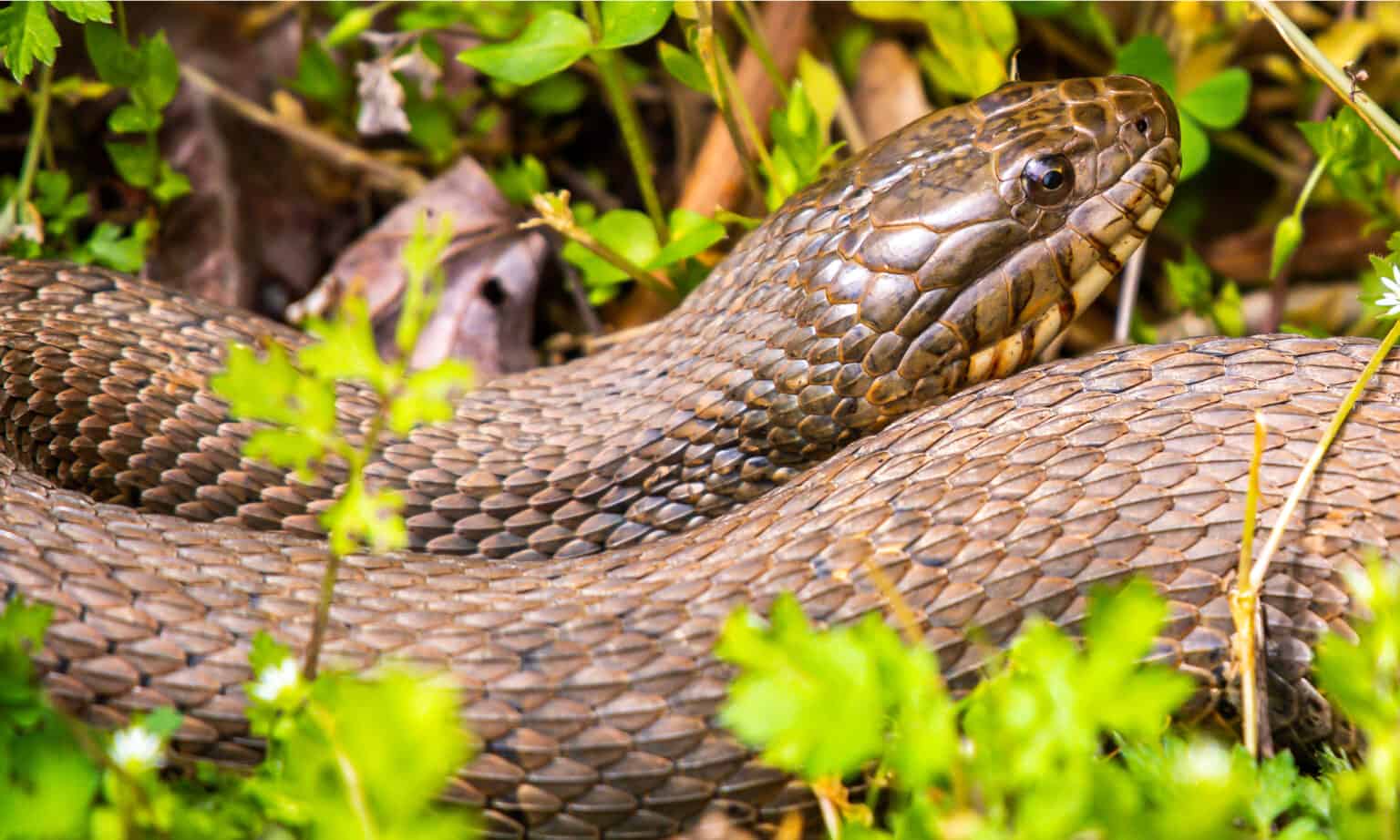 10 of the Most Common (and NonVenomous) Snakes in North Carolina