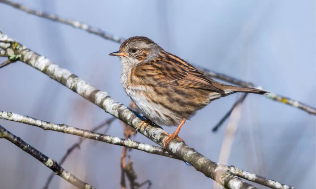 dunnock