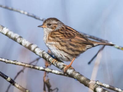 Dunnock Picture