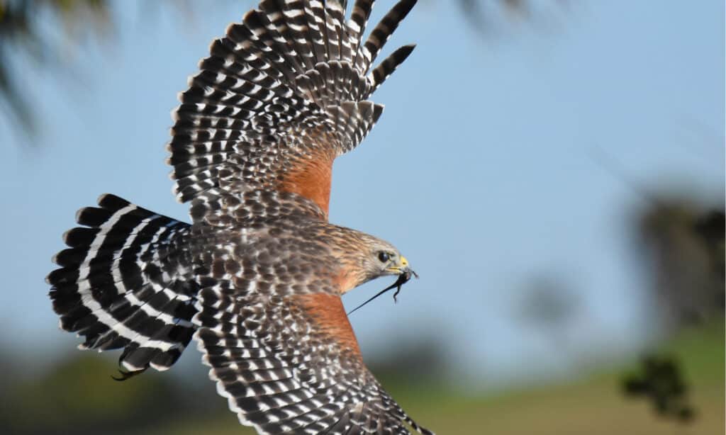 Do Hawks Hunt At Night? Red shouldered hawk in flight.