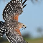 Red-shouldered Hawk