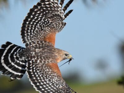 A Red-Shouldered Hawk