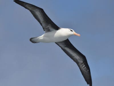A 10 Incredible Albatross Facts