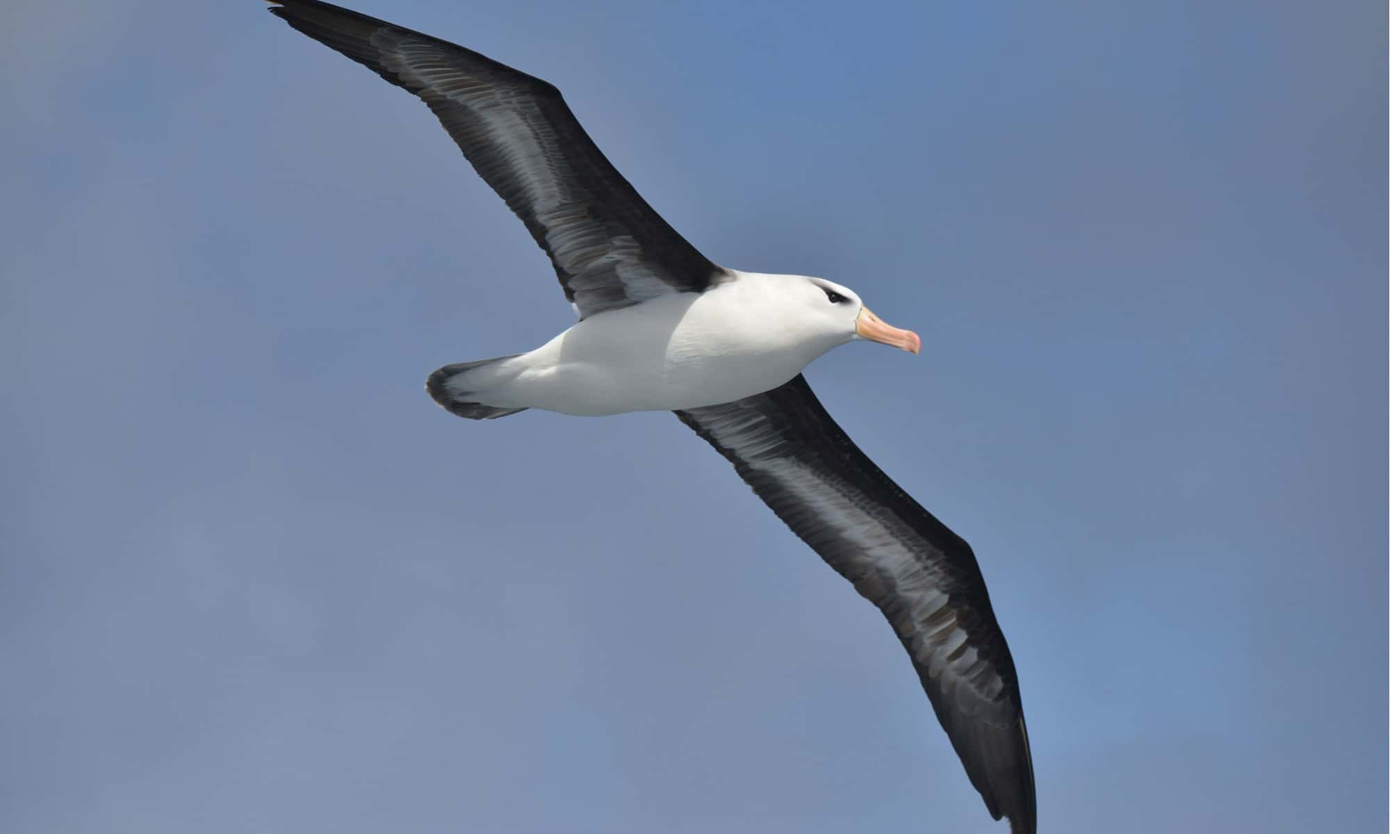 is a wandering albatross bigger than an eagle