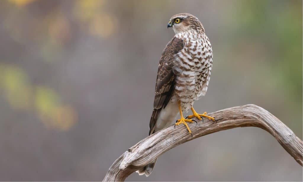 sparrowhawk